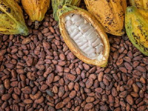Cocoa beans to attract additional $400 from 2020/21 season