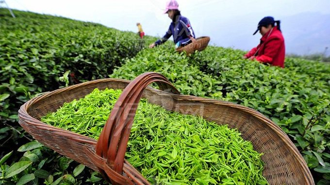 China’s First Tea Company in Africa Finds a Home in Morocco