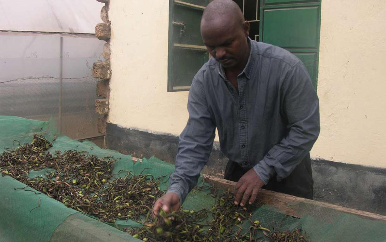 Banana and potato peels offering cheaper, natural fertiliser options for farms