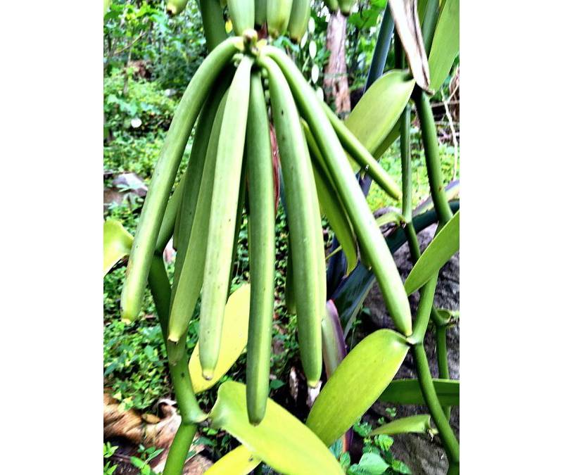 VANILLA BEANS: THE NEW GOLD MINE PLANT