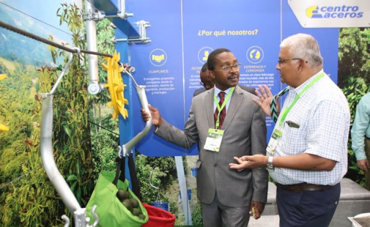 Kenya Named Among Continent's Top Avocado Exporters