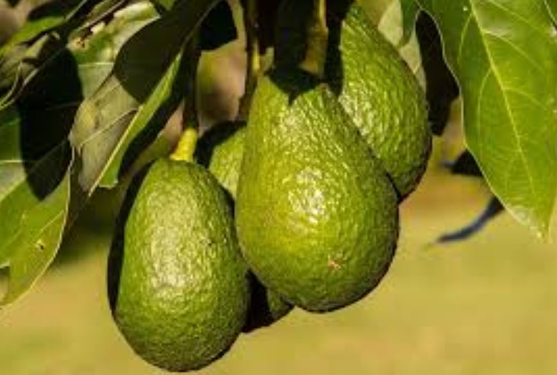 AVOCADOS FOR EXPORT: DOS AND DONT’S