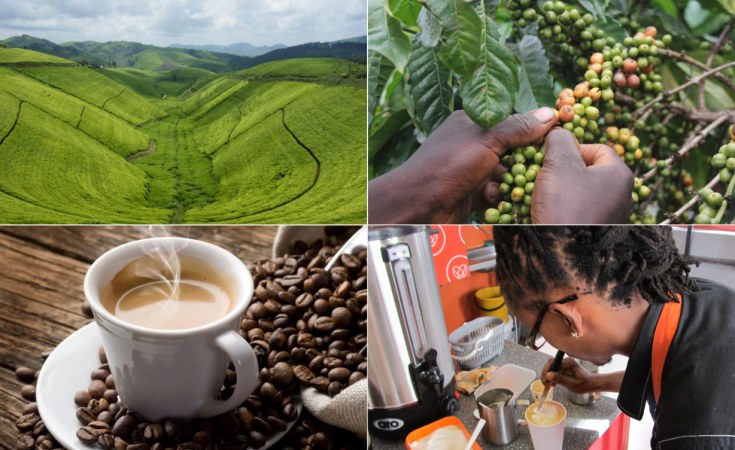 <font color=#ff0000>Tanzania</font>: Coffee Processing Plants to Be Opened in Three Regions