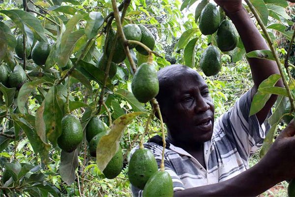 Only one company makes cut for China avocado sales