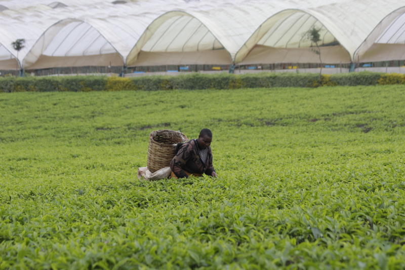 <font color=#ff0000>LESOTHO TO START BUYING KENYAN TEA</font>