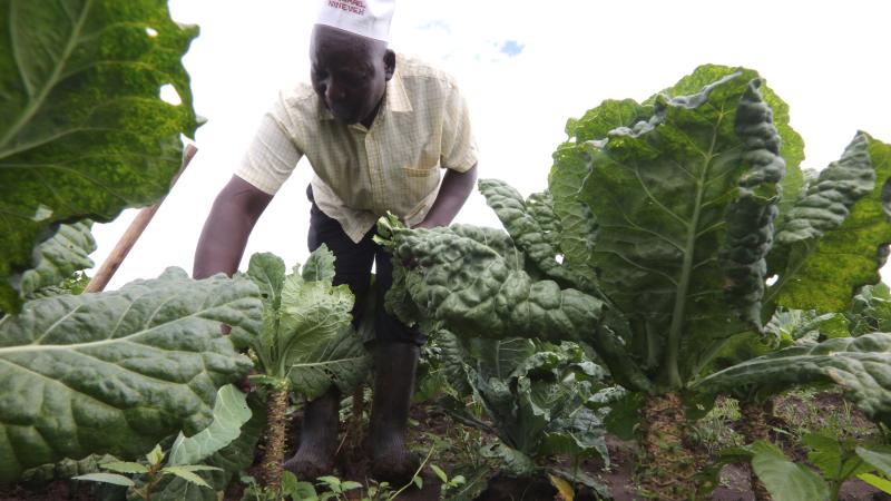 CAN AFRICAN SMALLHOLDERS FARM THEMSELVES OUT OF POVERTY?