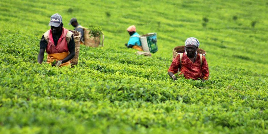 Pakistan retains top position in Kenya tea imports