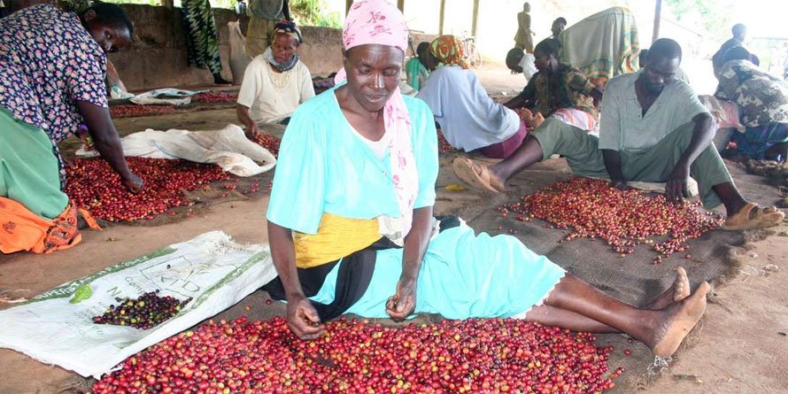 The distinction of Coffee Advance Revolving Fund