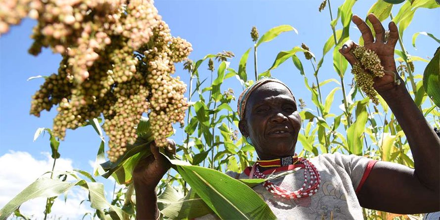 How sorghum is giving Kerio Valley peace, <font color=#ff0000>prosperity</font>