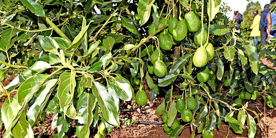 <font color=#ff0000>Company plans Sh50m avocado farm</font>