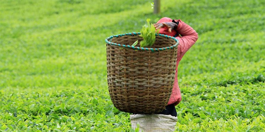 Kenya tea sales to Ireland rise on direct purchases