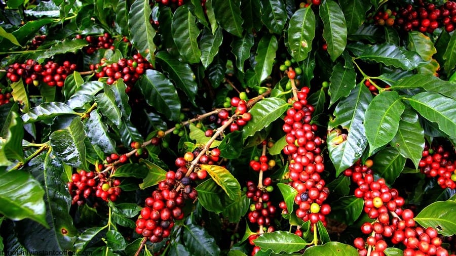 Kenya launches US$13.9m coffee revitalization project in partnership with the World Bank