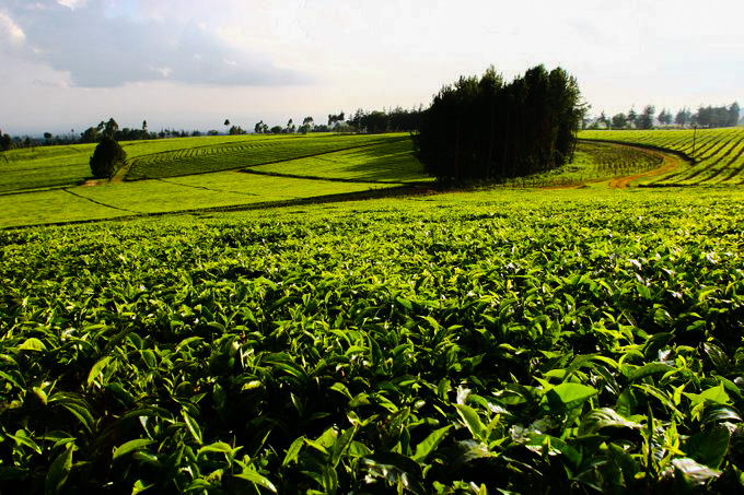 <font color=#ff0000>Kenya</font>’s Tea Production Hits All-time High of 55.7 mn Kilograms in March