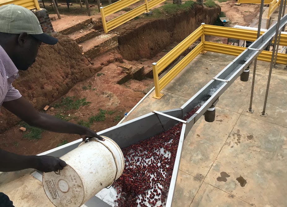 <font color=#ff0000>Rwa</font>nda’s coffee harvest will go forward despite pandemic – at a safe distance