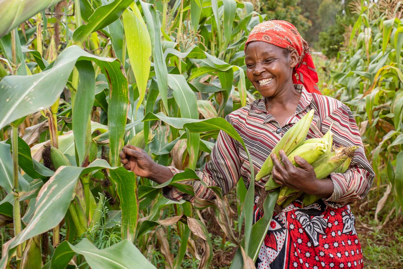 Kenya’s Apollo Agriculture raises $6M Series A led by Anthemis