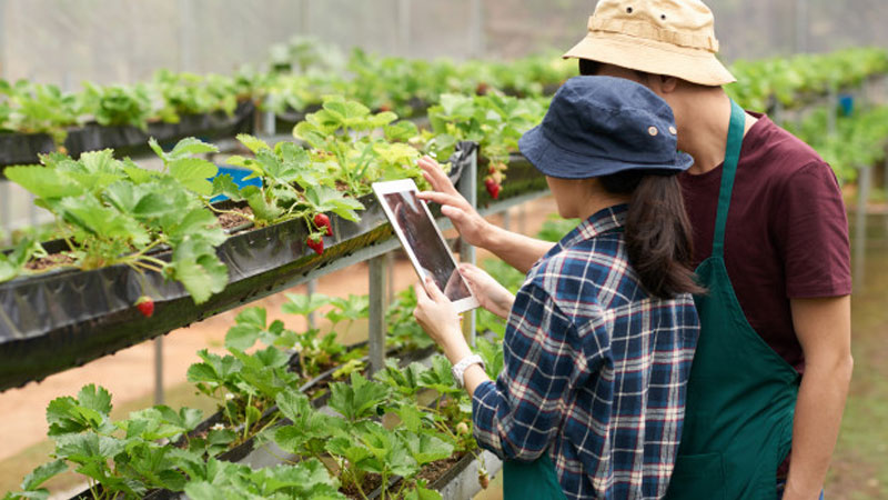 African Development Bank unveils strategy roadmap to safeguard food security against impacts of COVI