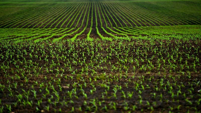 <font color=#ff0000>Boosting sustainability in SA’s agricultural sect</font>or