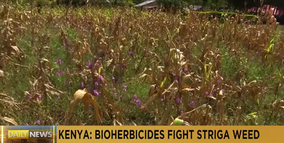 肯尼亚：农民使用生物除草剂对抗杀死农作物的“金缕草”
