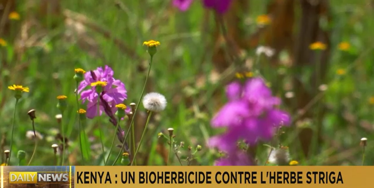 <font color=#ff0000>肯尼亚：农民使用生物除草剂对抗杀死农作物的“金缕草”</font>